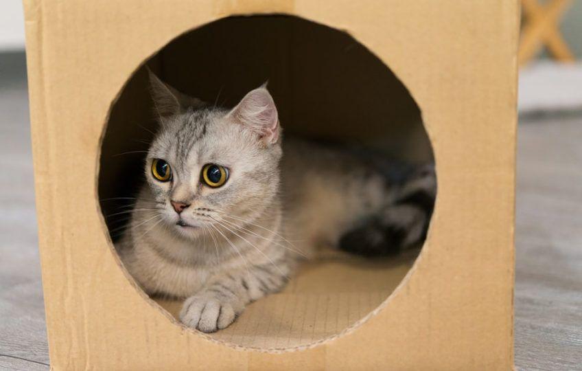 Kot w kartonowym pudle
