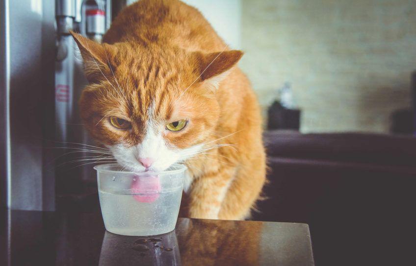 Rudy kot pije wodę z pojemnika