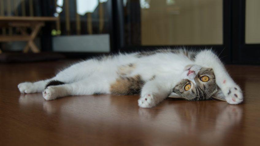 Kot trikolor leniwie leży na podłodze