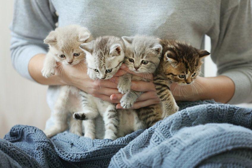 pani trzyma małe kociaki
