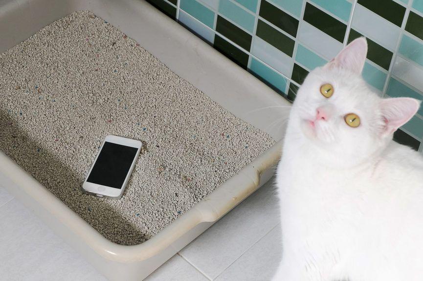kot wrzucił smartfona do kuwety