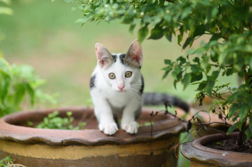 kot w ogrodzie siedzi w donicy