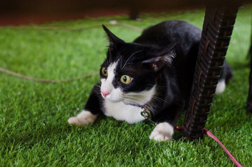 przestraszony kot na smyczy na trawie