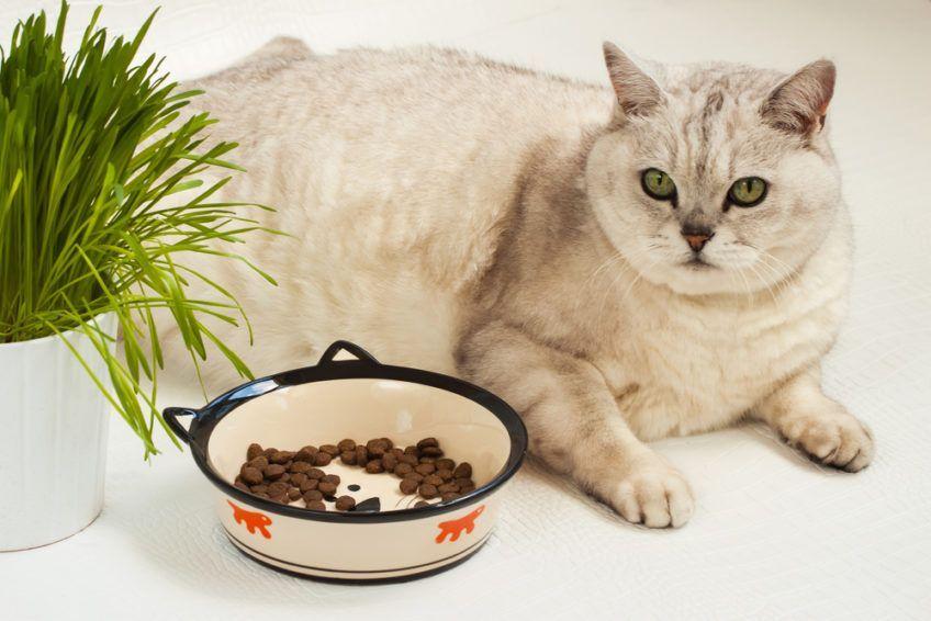 Kot z nadwagą leży obok miski z jedzeniem 