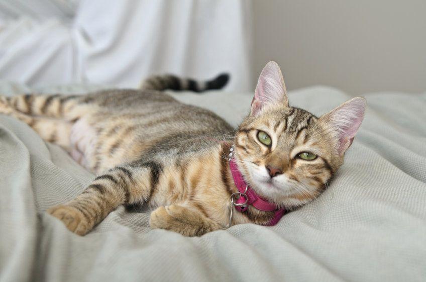 kot z obrożą z dzwoneczkiem leży na łóżku