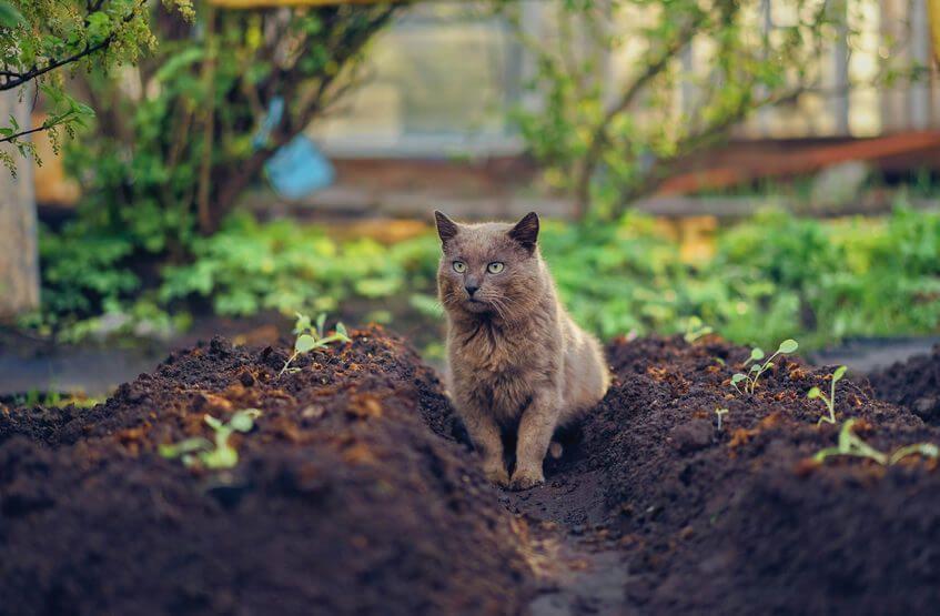 kot w ogrodzie