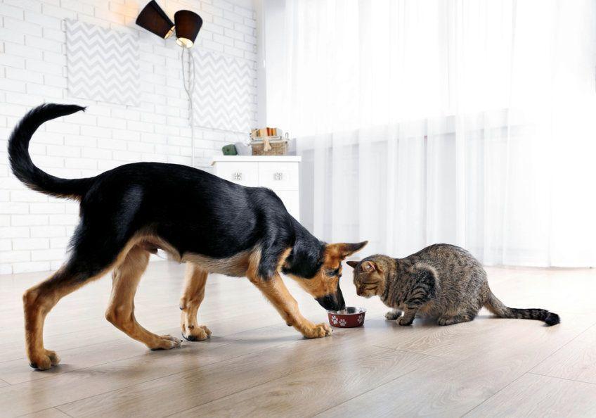 kot i pies zaglądają do miski