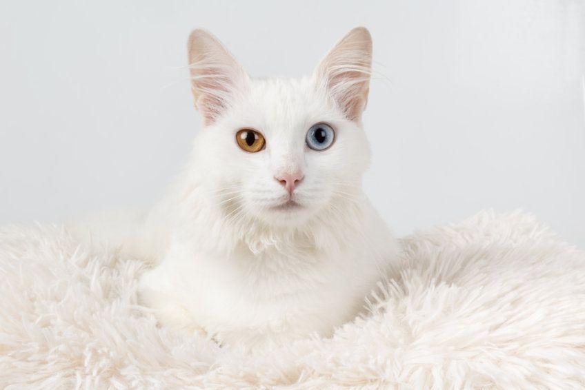 różnooki biały kot