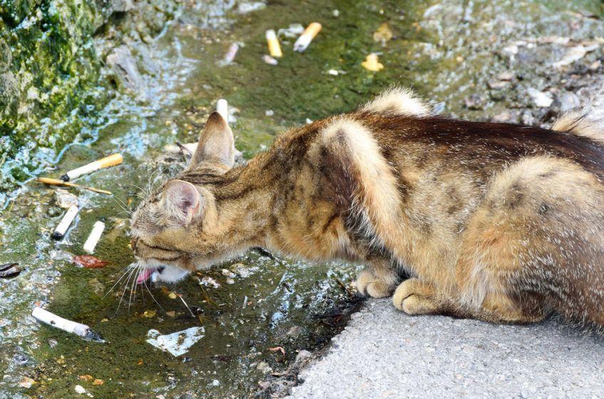 Kot pije wodę, w której są papierosy
