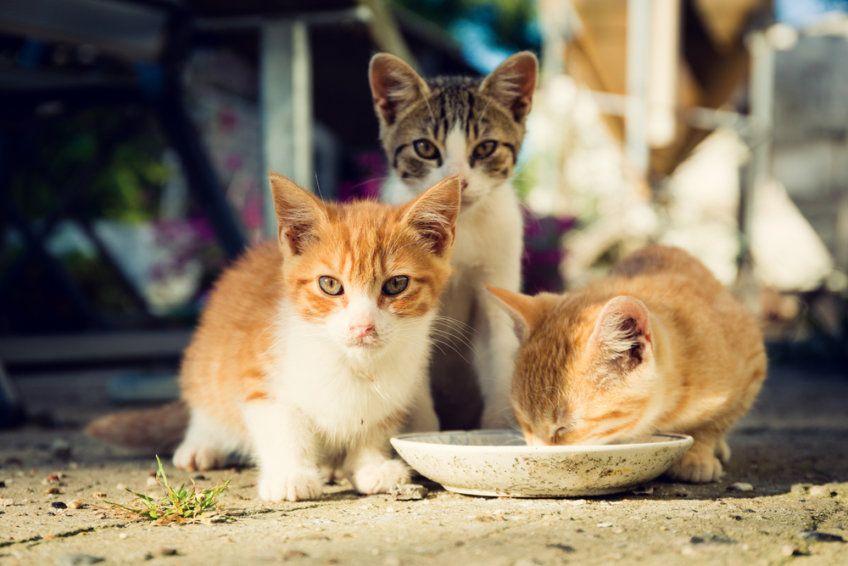 bezdomne koty podczas jedzenia