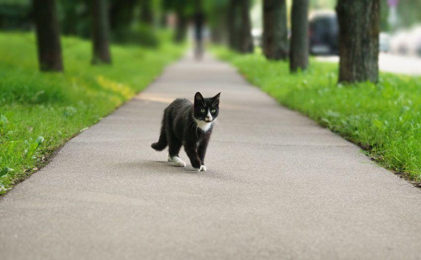 Czarno biały kot na chodniku