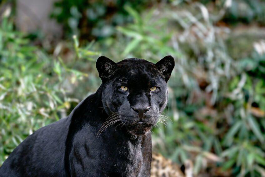 czarna pantera jaguar