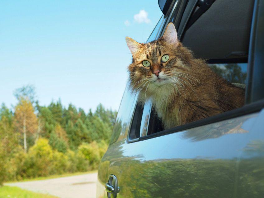 kot w samochodzie