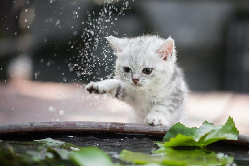 dlaczego kot ma obsesję na punkcie wody