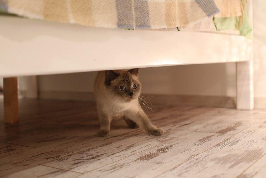 kot chowa się pod łóżkiem