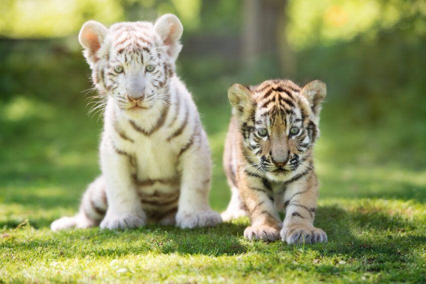 dwa małe tygrysy