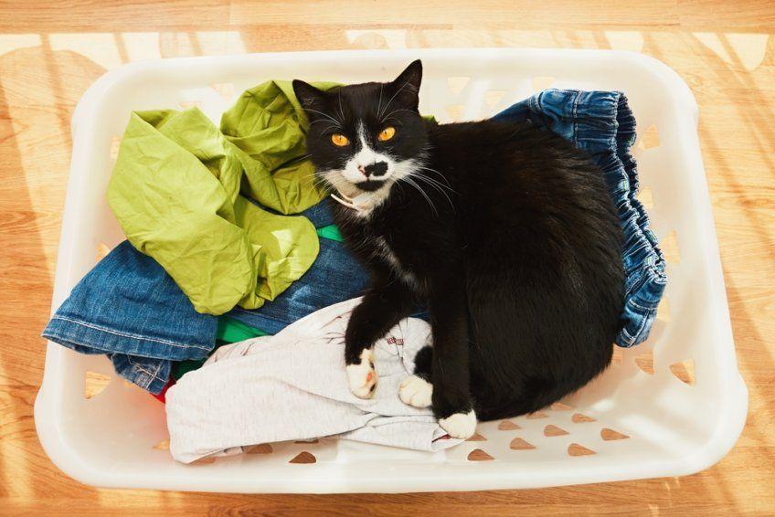 kot w koszu na pranie