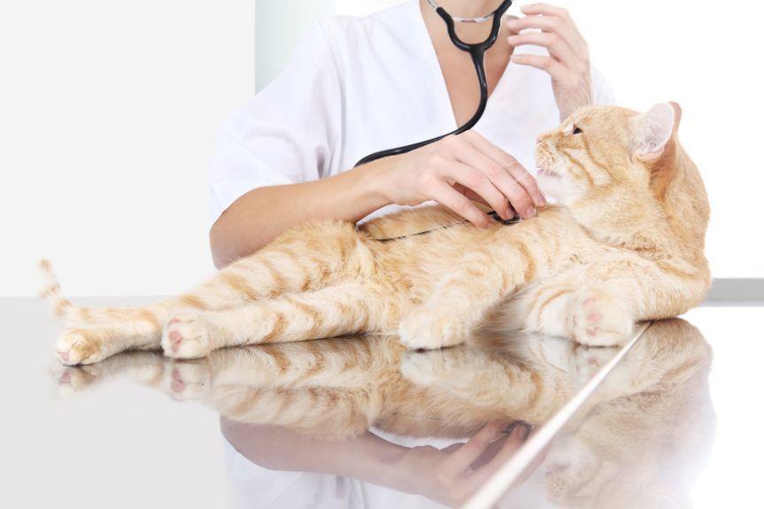 badanie kota w lecznicy