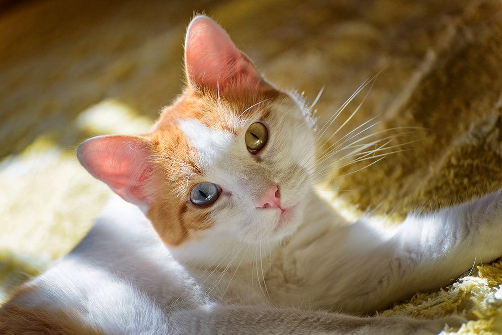 biało-rudy kot o różnym kolorze oczu