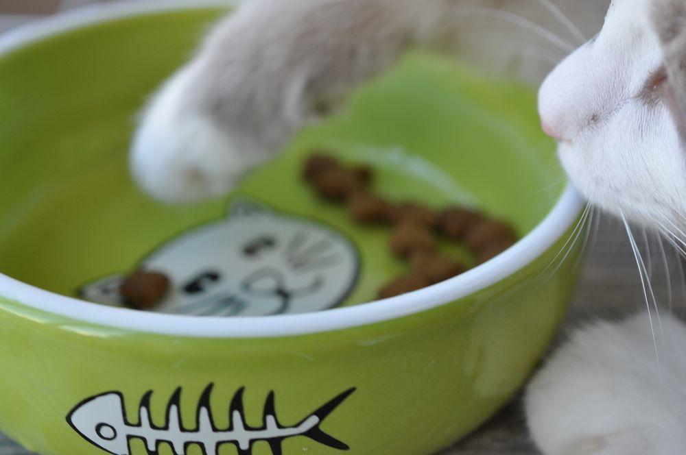 kot wyciąga jedzenie z miski