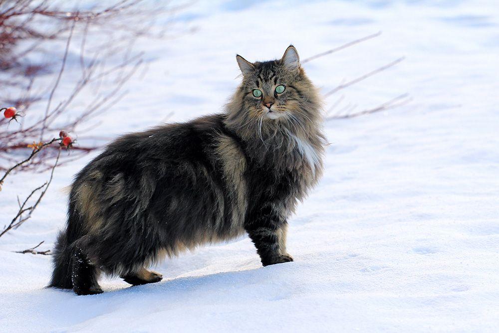 norweski kot leśny