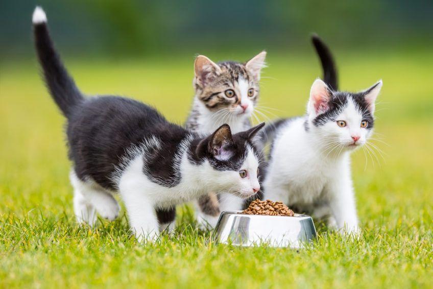 Trzy kotki przy jednej misce z jedzeniem