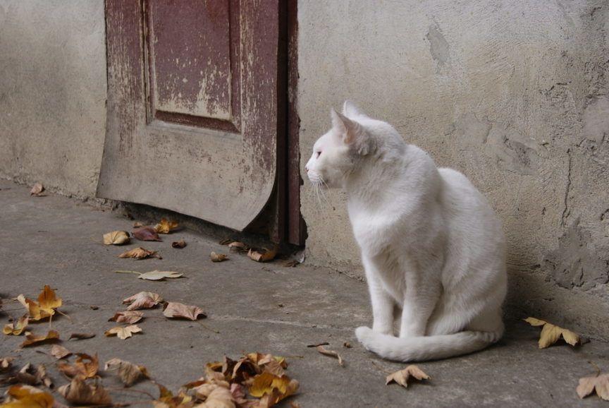 Biały kot siedzi obok starych drzwi