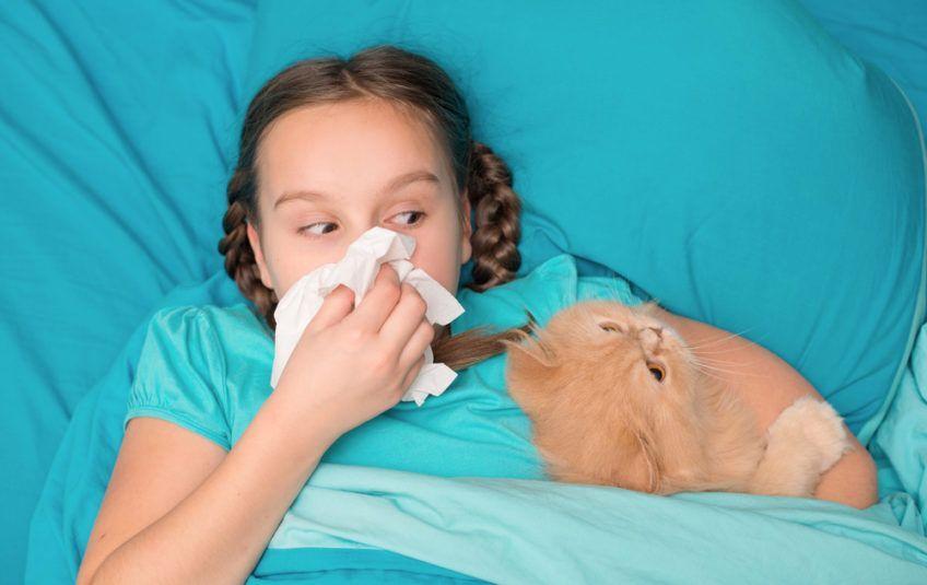 alergia na kota