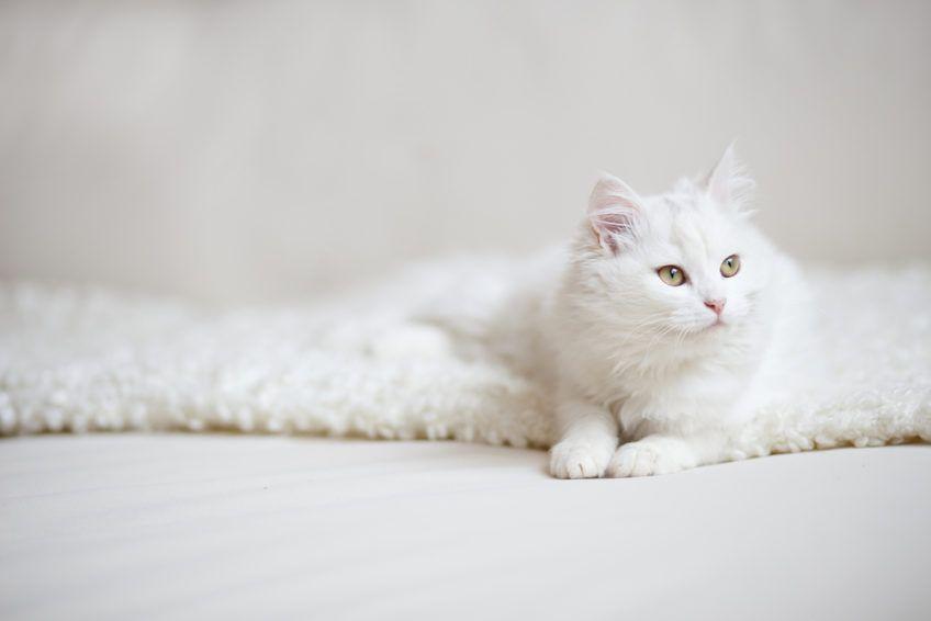 biały kot