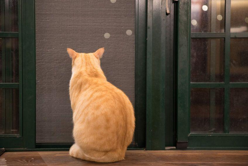 kot obrażony na zamknięte drzwi