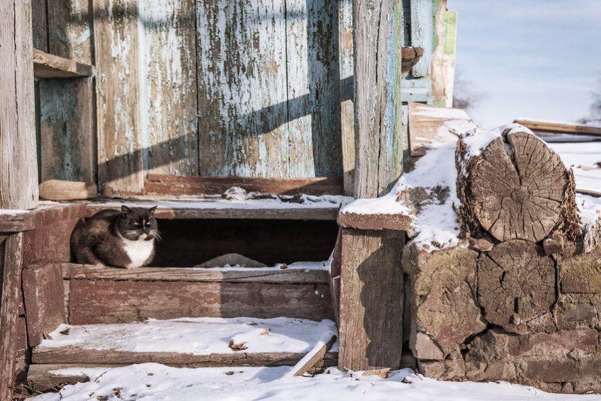 Kot siedzi zimą na dworze