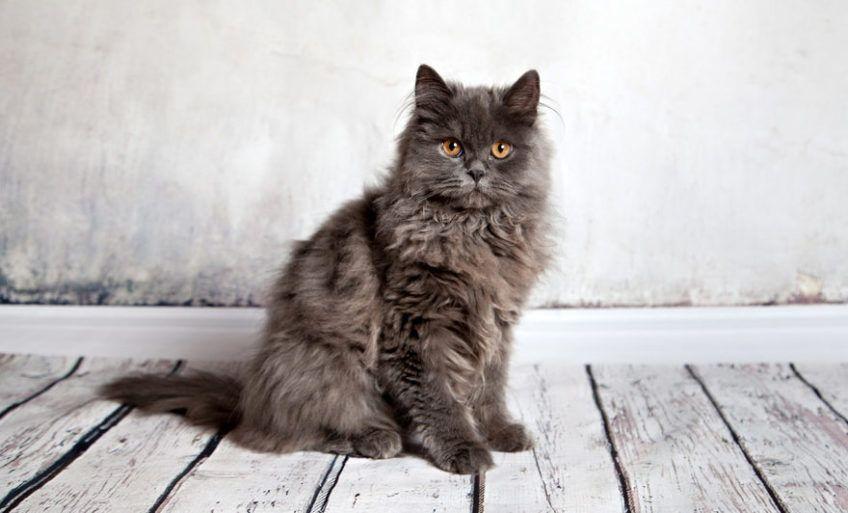 Kot perski pozuje do zdjęcia na drewnianej podłodze