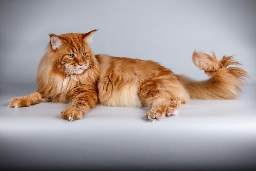 Rudy maine coon