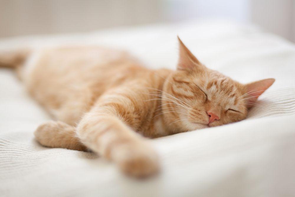 śpiący rudy kot