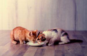 Dwa koty przy misce
