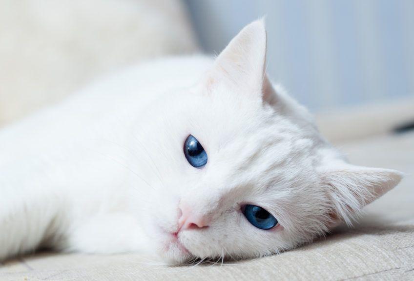 Biały kot z niebieskimi oczami