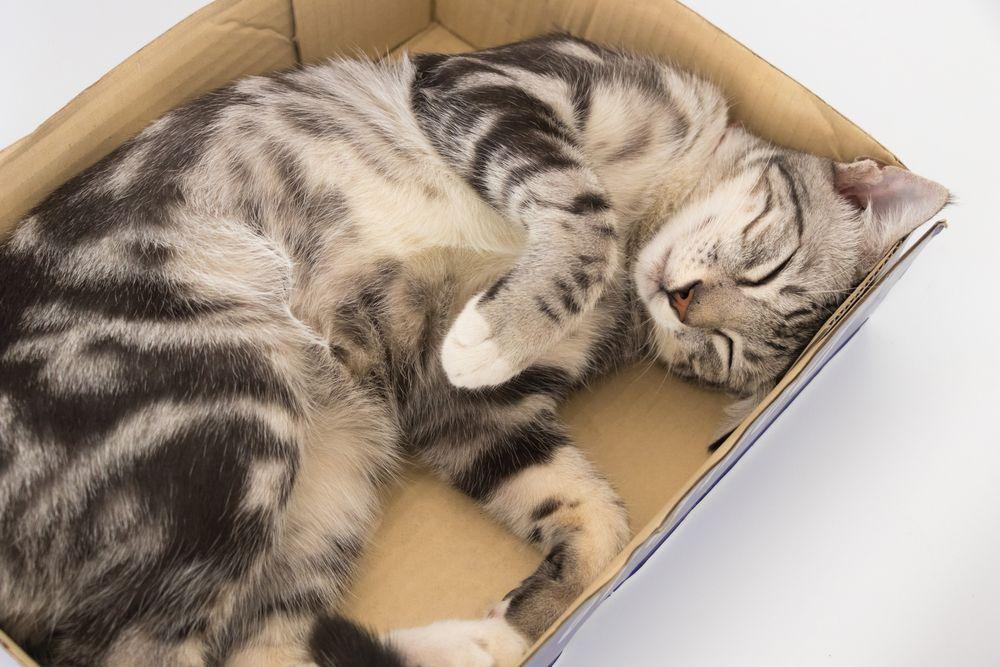 kot śpi w pudełku