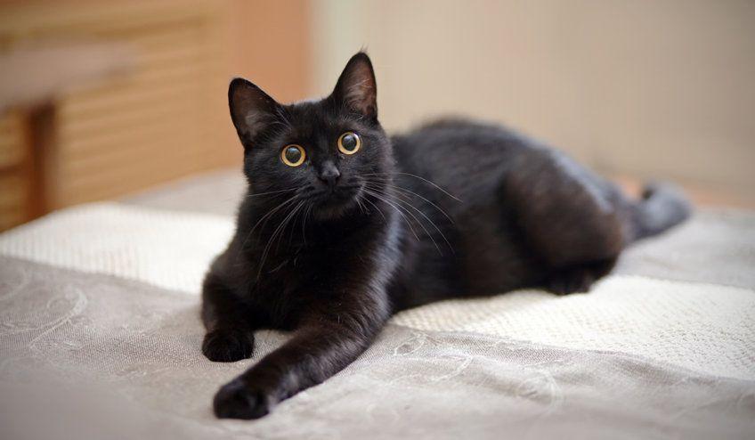 czarny kot leży na łózku