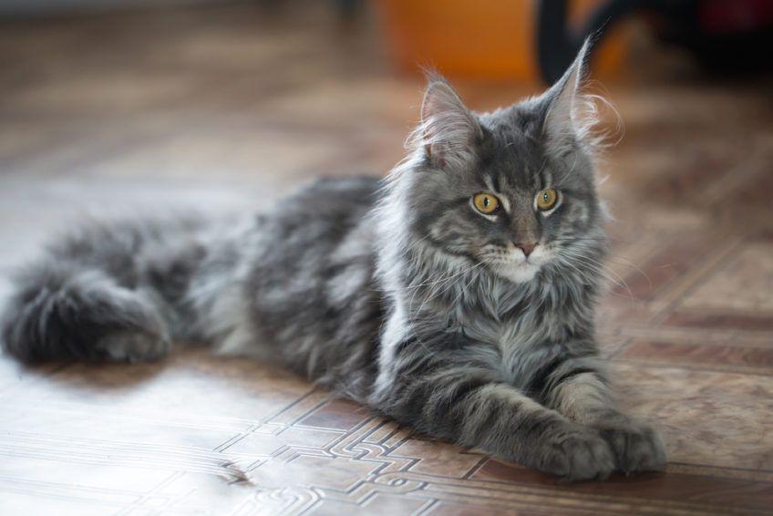 Szary maine coon