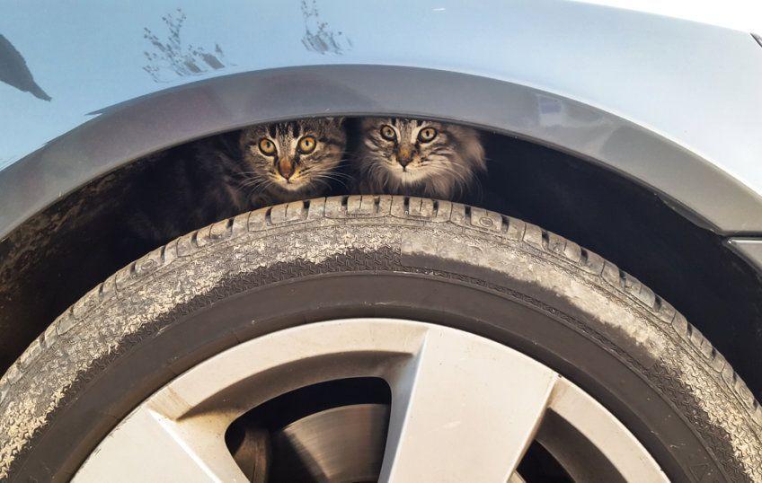 Koty i samochód