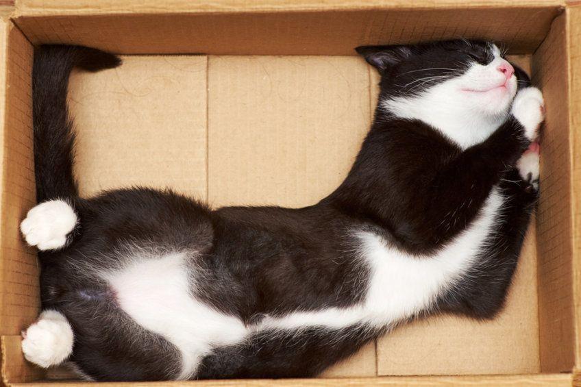 kot śpi w pudełku