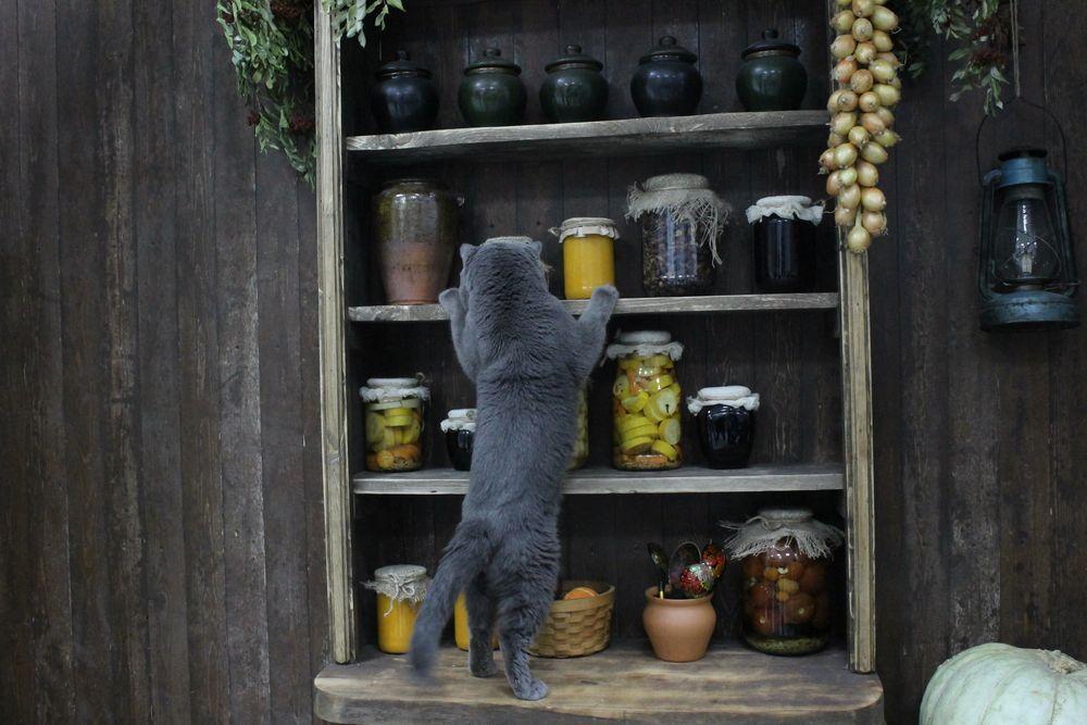 kot w spiżarni szuka jedzenia