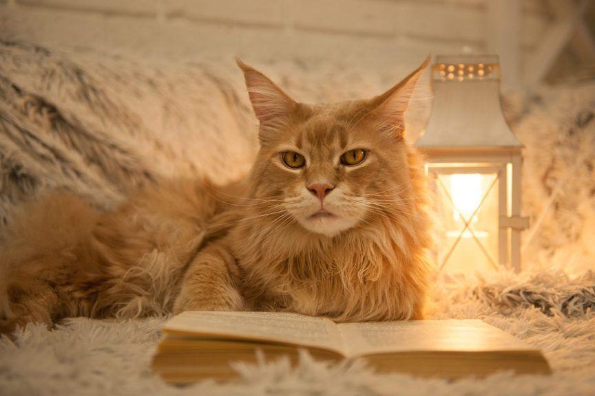 Jak wychować kota? Rudy kot rasy Maine Coon leży obok otwartej książki na jasnym tle
