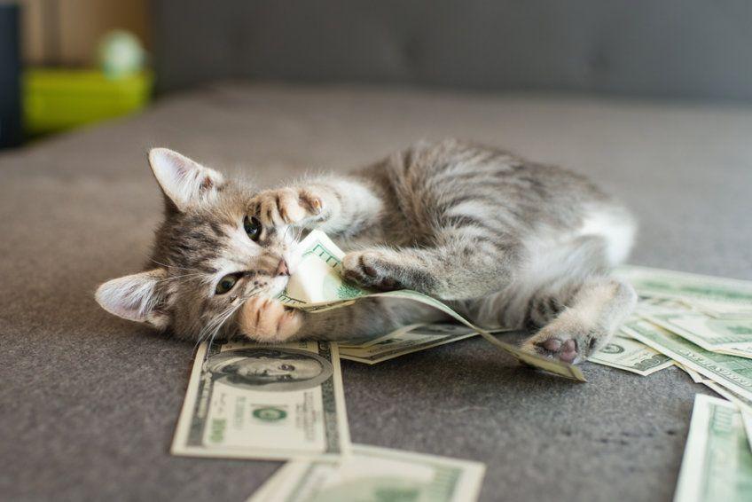 Kotek gryzie pieniądze