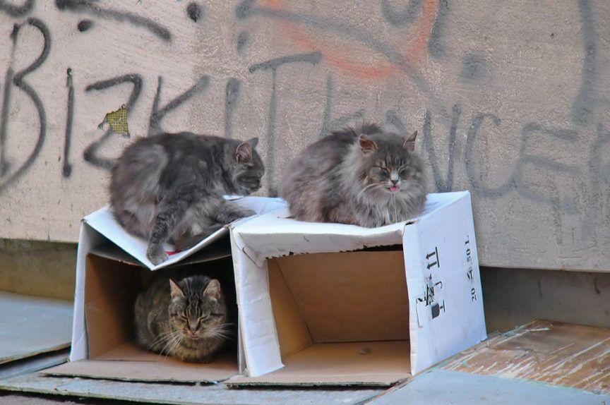 koty miejskie w kartonowych pudełkach