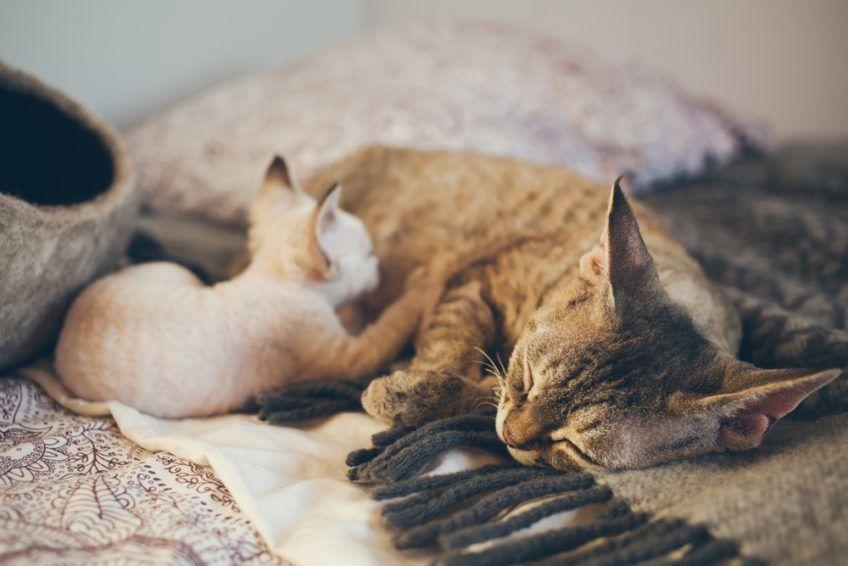 Kotka i kotek rasy Devon Rex śpią razem na kocu