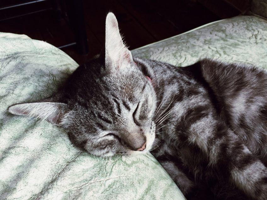 Mały kot śpi na szarym kocu nadstawiając swoje uszy