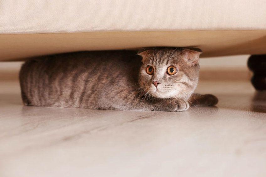 kot pod łóżkiem
