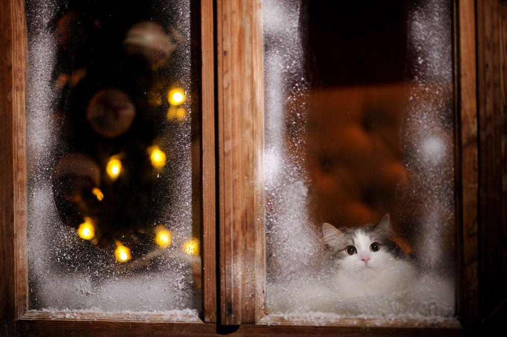 kot w oknie zimą