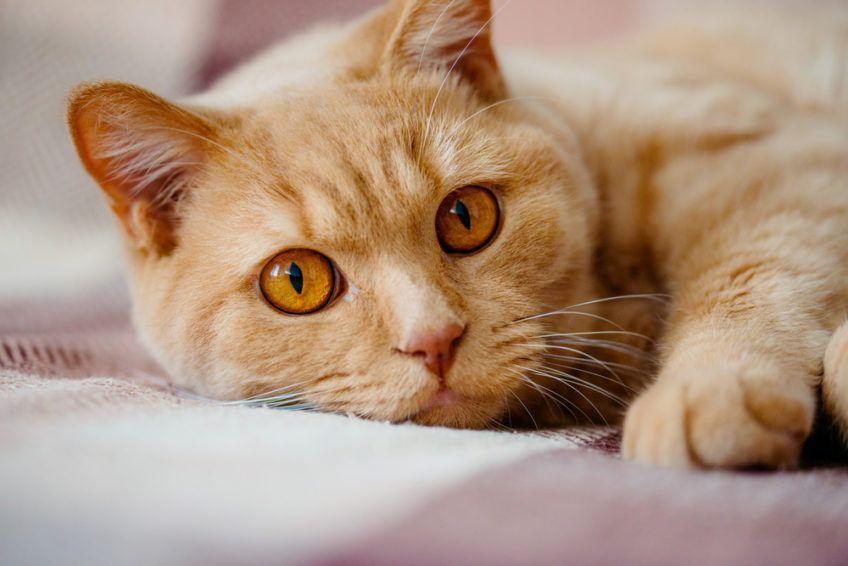 Zwężone źrenice rudego kota, który leży i patrzy w obiektyw